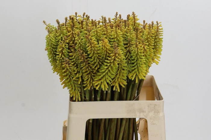 <h4>Knip Sun Yellow</h4>