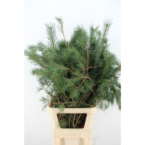 PINUS ALASKA PER STEM 130CM