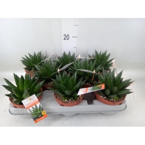 Gasteria