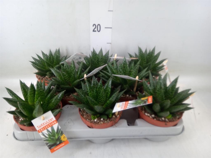 <h4>Gasteria</h4>