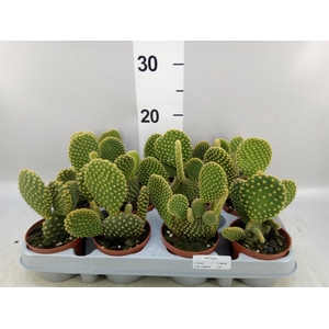 Opuntia microdasys var. pallida