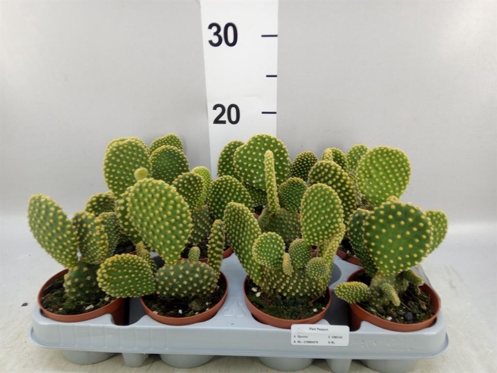 <h4>Opuntia microdasys var. pallida</h4>