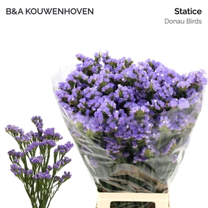 Limonium sinuatum 'Donau Birds'