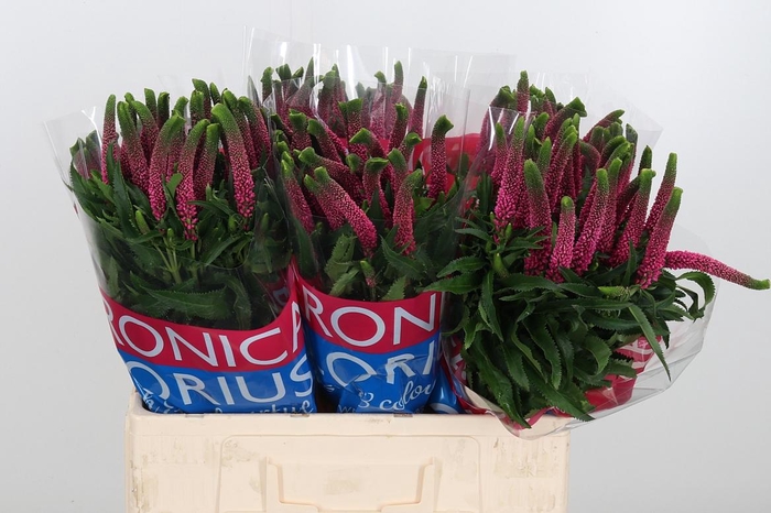 <h4>Veron Smart Iselle</h4>