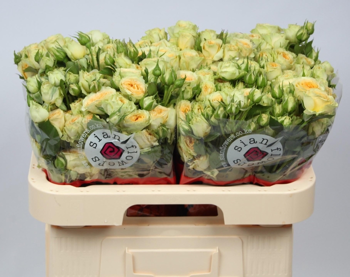 <h4>R TR BANDOLERO</h4>