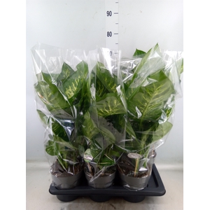 Dieffenbachia seg. 'Reeva'