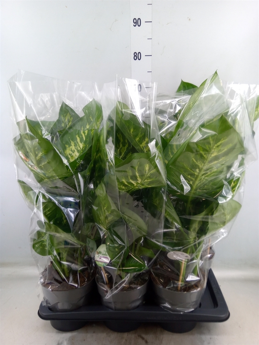 <h4>Dieffenbachia seg. 'Reeva'</h4>