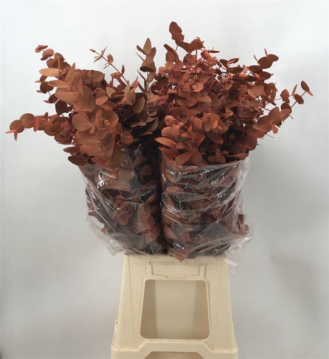 <h4>COL CINEREA ORANGE</h4>