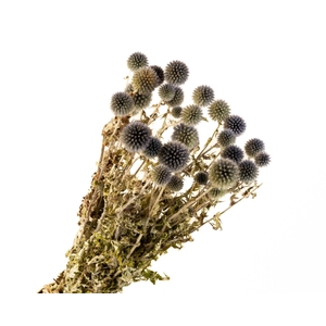 Echinops Blue Natural
