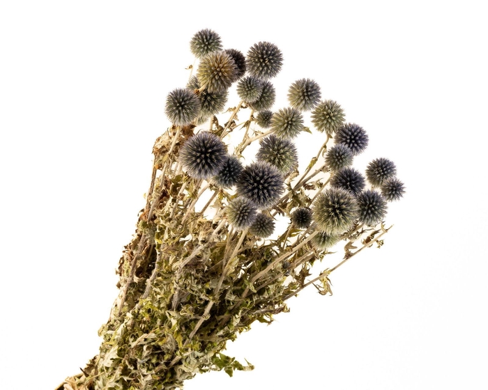 <h4>Echinops Blue Natural</h4>