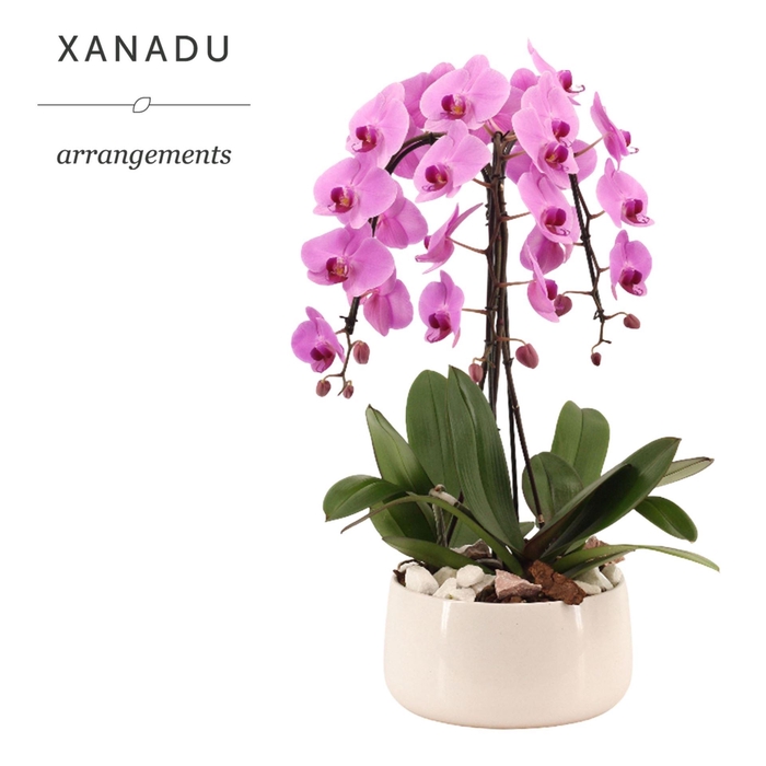 Arr.    Planten  H%