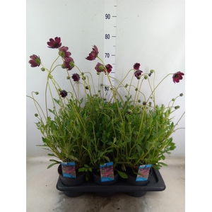 Cosmos atrosang. 'Cherry Chocolate'