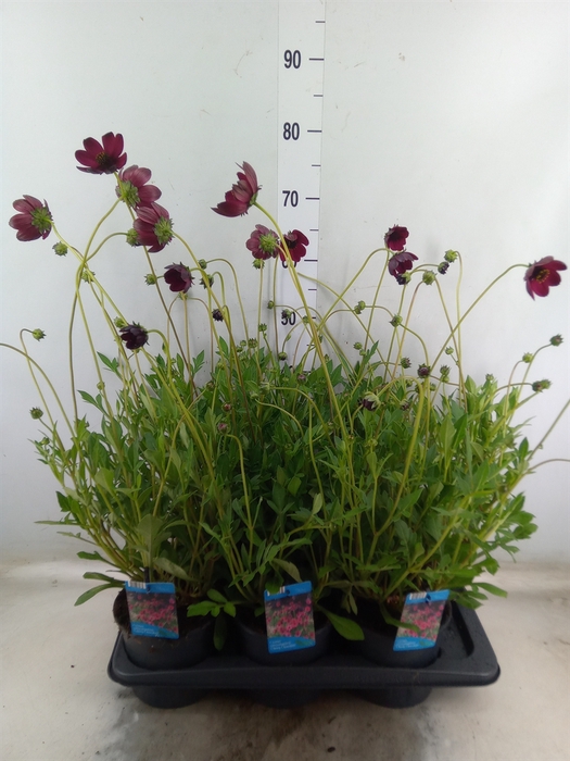 <h4>Cosmos atrosang. 'Cherry Chocolate'</h4>