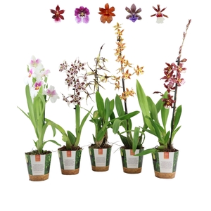 Inca Orchid mix 1 spike in Jungle cover