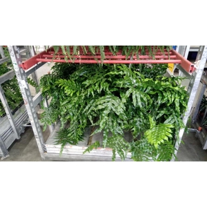 Microsorum diversifolium