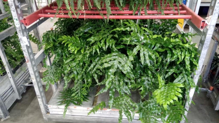 <h4>Microsorum diversifolium</h4>