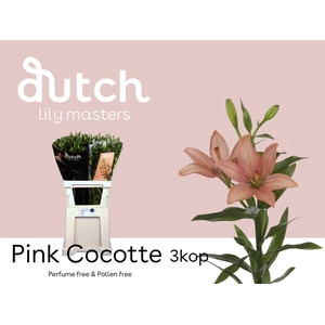 LI AS PINK COCOTTE 3+