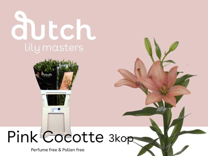 <h4>LI AS PINK COCOTTE 3+</h4>