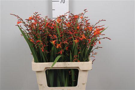 <h4>Crocos Red King</h4>