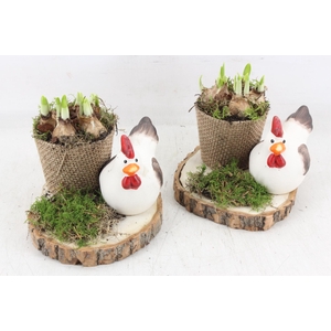 arr4 Narcis PL - Hout schijf met kip 285/6