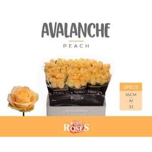 R GR AVALANCHE PEACH+