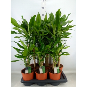 Dracaena frag. 'Steudneri'