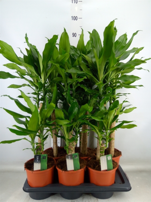 <h4>Dracaena frag. 'Steudneri'</h4>