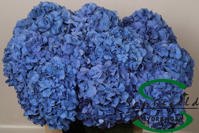 <h4>HYDR M CH PIMPERNEL</h4>