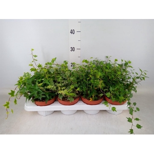 Hedera helix   ...mix 3