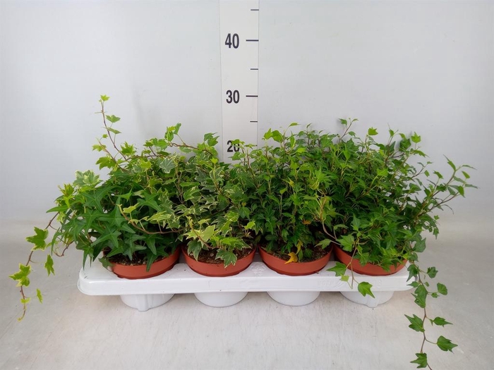 <h4>Hedera helix   ...mix 3</h4>