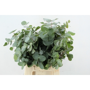 EUC CINEREA 200GR SHORT