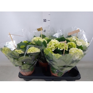 Hydrangea mac. 'Schneeball'