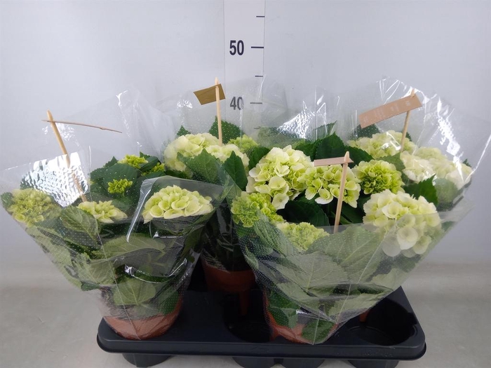 <h4>Hydrangea mac. 'Schneeball'</h4>