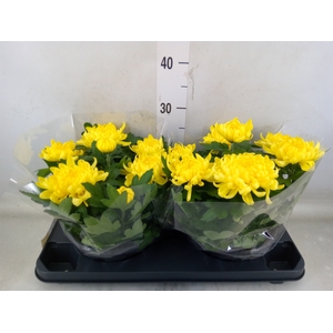 Chrysanthemum  'Cosmo Yellow'