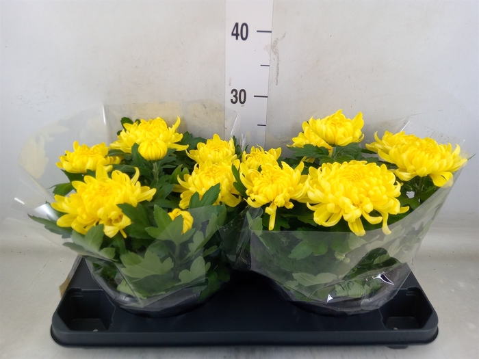 <h4>Chrysanthemum  'Cosmo Yellow'</h4>