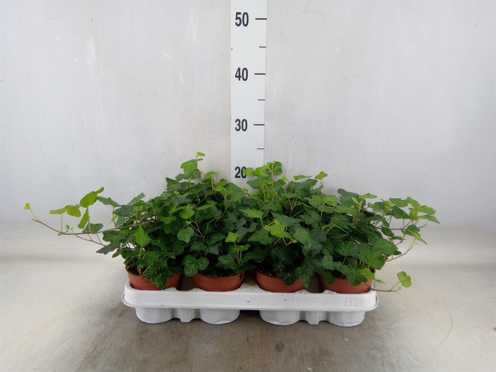 <h4>Hedera helix 'Wonder'</h4>