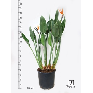 STRELITZIA REGIN BL