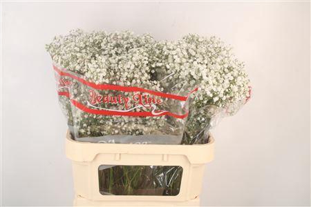 <h4>Gyps Pa Xlence X50</h4>