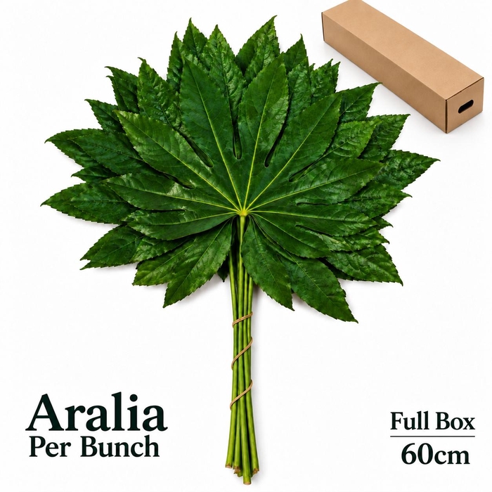<h4>FATSIA JAPONICA BS</h4>