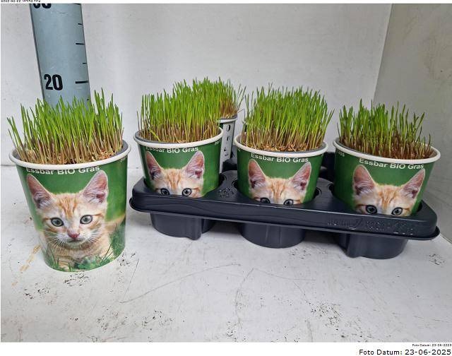 <h4>KATTENGRAS</h4>