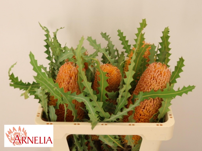 <h4>BANKSIA OV KLEINBL</h4>