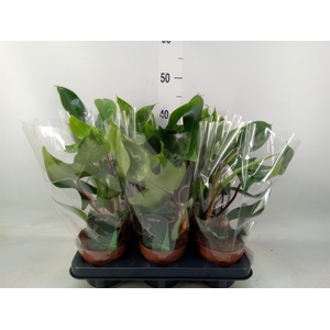 Philodendron   ...