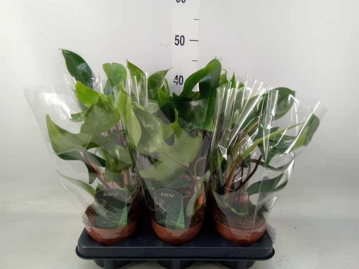 <h4>Philodendron   ...</h4>