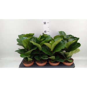 Ficus lyrata 'Bambino'