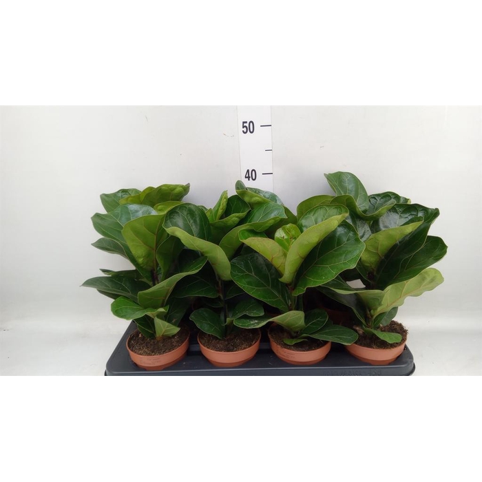 <h4>Ficus lyrata 'Bambino'</h4>
