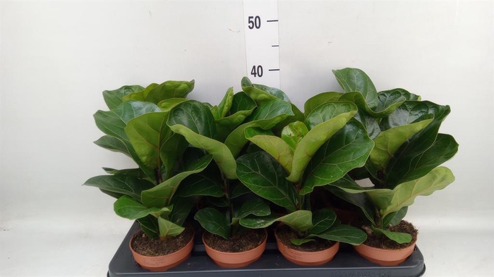 Ficus lyrata 'Bambino'