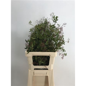 Jasminum Polyanthum