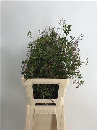 <h4>Jasminum Polyanthum</h4>