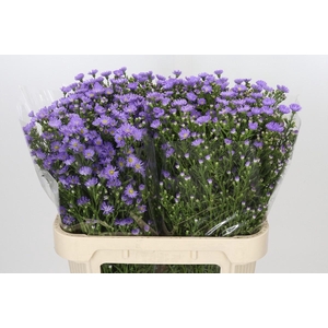 Aster Cassandra