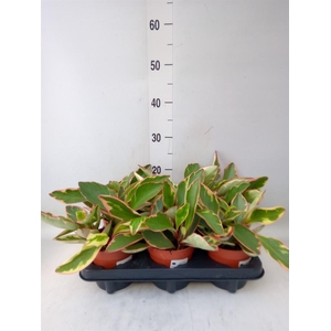 Peperomia clusiifolia 'Jellie'